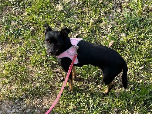 Dorothy 4 kg