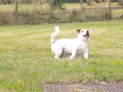 Jack Russell