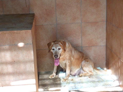 Labrador Lilly