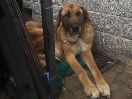 Sheila