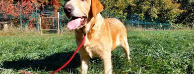 Labrador di 6 mesi