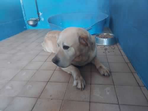 Labrador malato