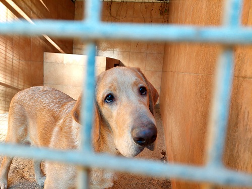 Labrador cucciolo