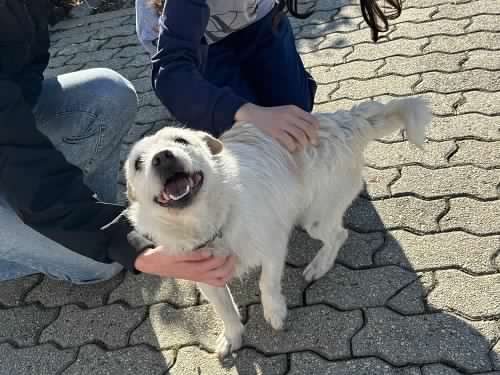 Piccolo Miky