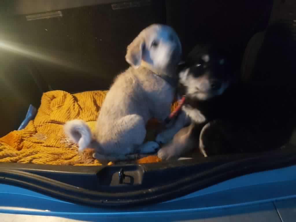 2 cucciole