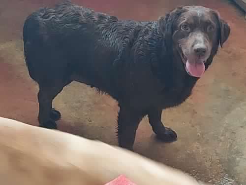 Labrador Lola