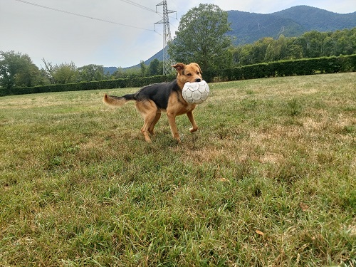 Anubi