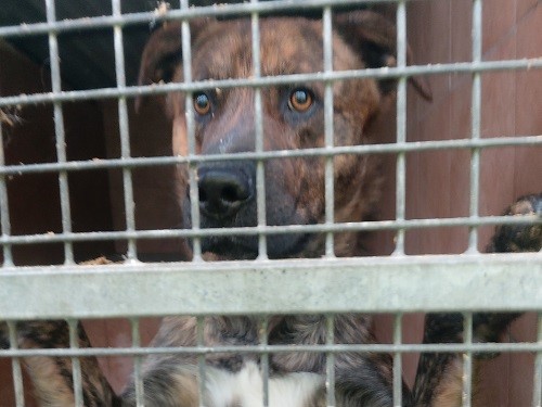 il cane buono