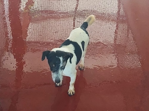 Jack russel 2