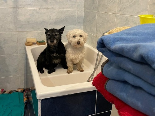 Inseparabili