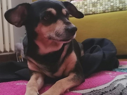 Lola