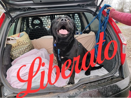 Labrador Aroon