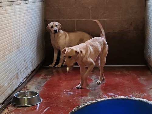 Labrador