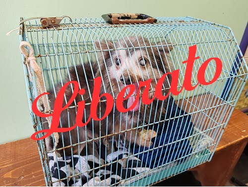 Chihuahua