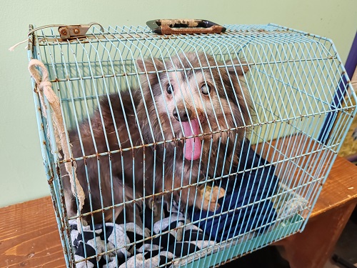 Chihuahua