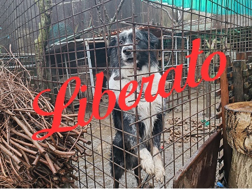 Border collie