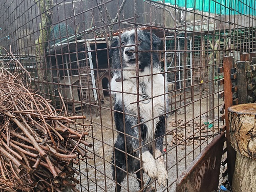 Border collie