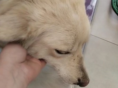 Piccola Frida