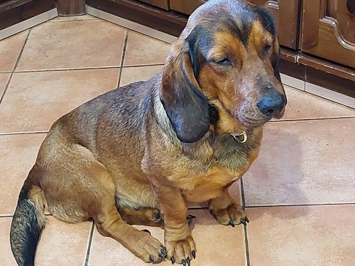Dachsbracke femmina