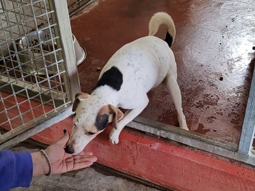 Pongo un tesoro