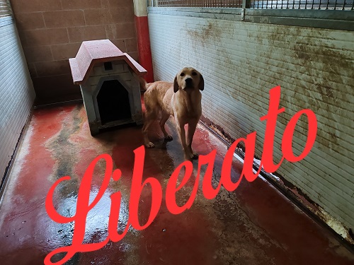 Labrador di un anno