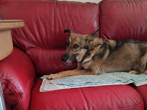 Femmina 2 anni