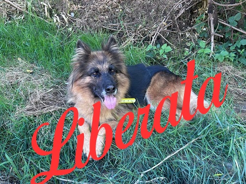 Pastore tedesco femmina