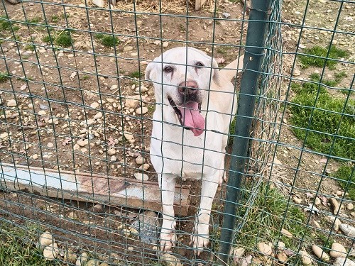 fattrice labrador