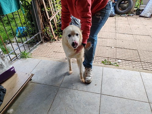 Cucciolona