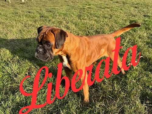 Boxer femmina