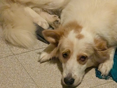 Femmina del sud