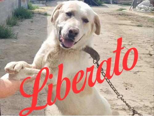 Simba libero!