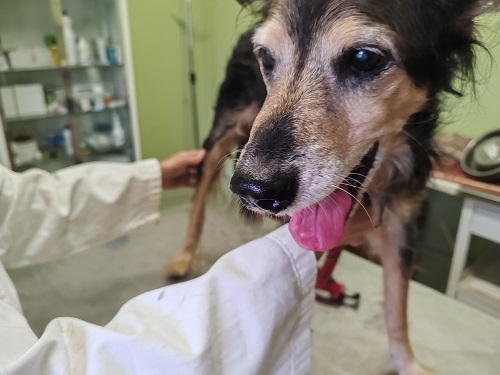 16 anni