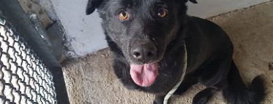 Rufus