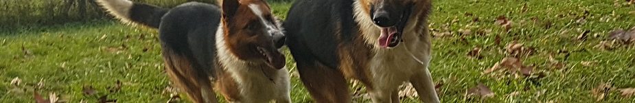 Fratello di Luna