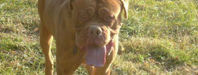 Dogue de Bordeaux
