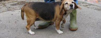 Beagle