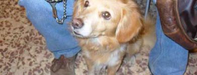 Tobia
