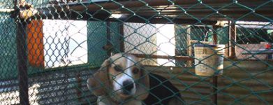 Beagle