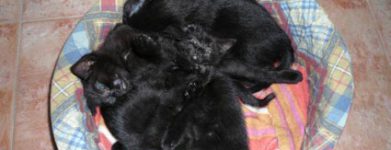 Cuccioli nerini