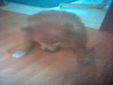 Volpina
