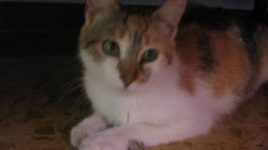 Gattina