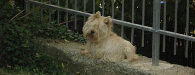 Westhighland White Terrier