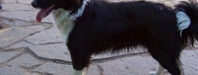 Border collie
