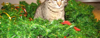 Otto a scatola chiusa