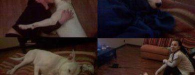 Dogo Argentino