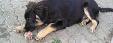 Pippo