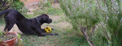 Ettore