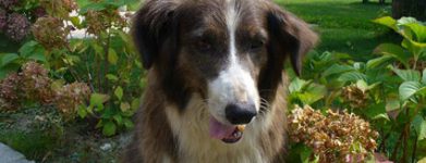 Border collie
