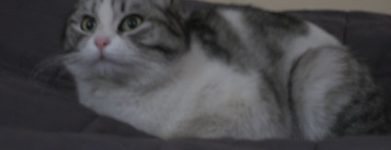 Annina